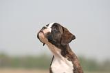 BOXER 280